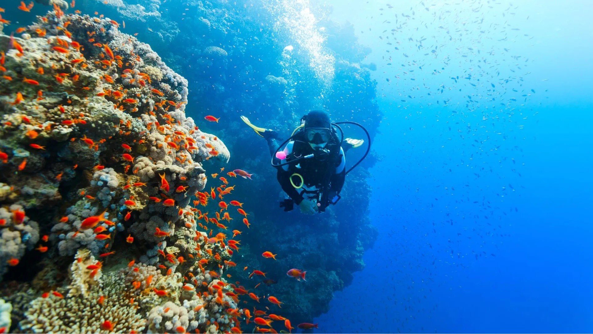 Reynaldos Upstairs Diving Verde Island 1